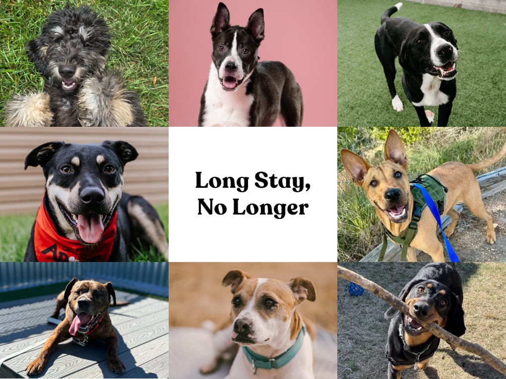 Long Stay, No Longer initiative - shelter dogs
