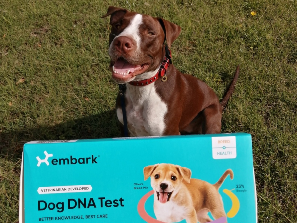 Embark Breed and Health Test with a Large Brown Dog