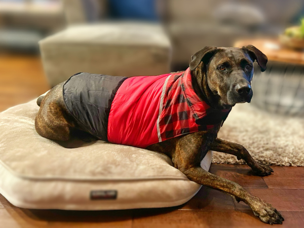 Dog laying down on bed with a red plaid jacket